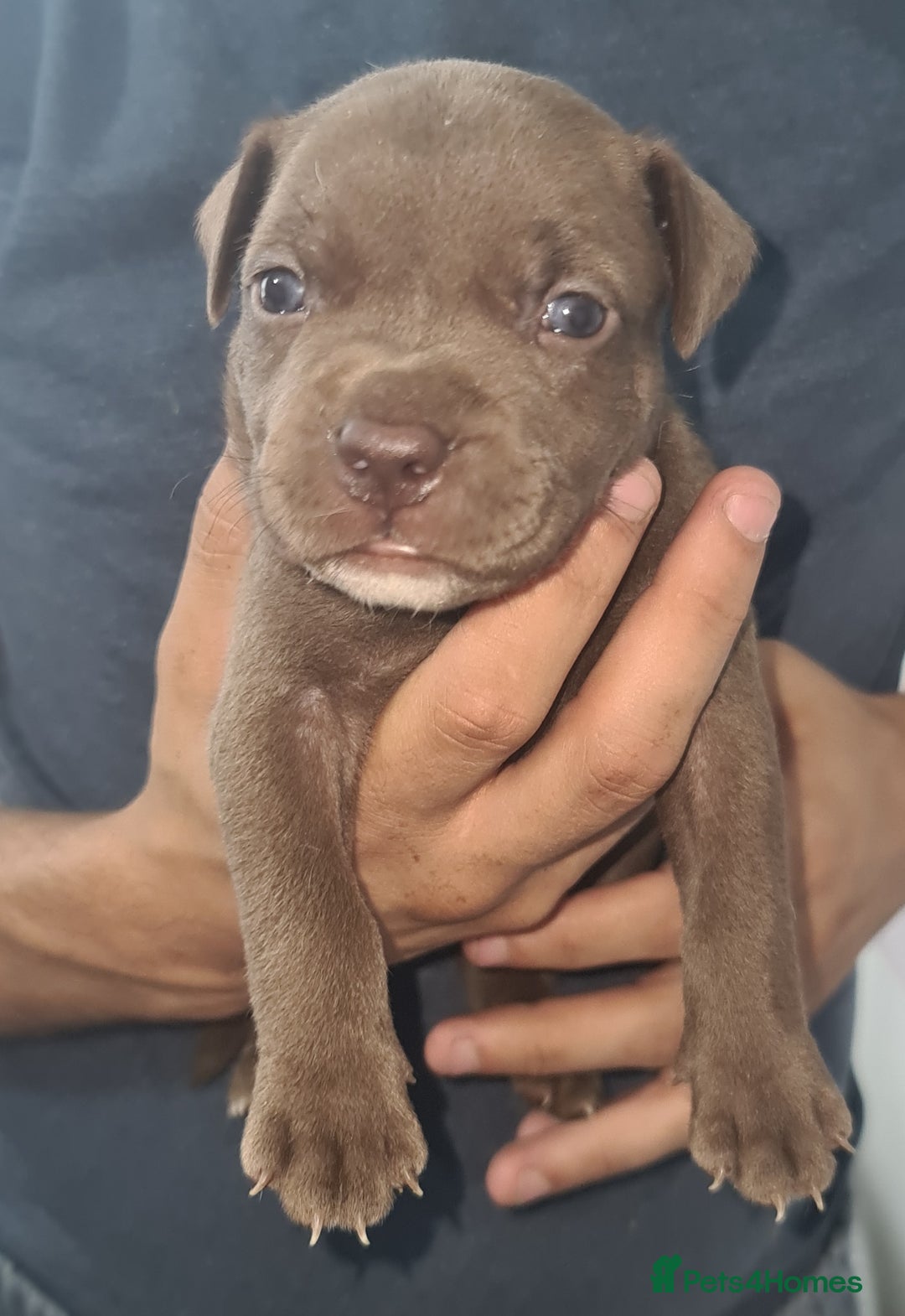 Mixed Breed dogs for sale: Top level Crossbreed pups - Image 16