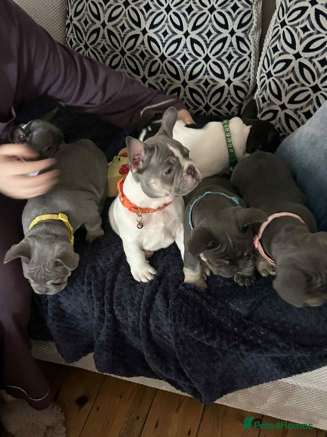 French Bulldog dogs for sale: ✨ REDUCED! STUNNING FRENCHIES LILAC TAN PIED 😍 - Image 19