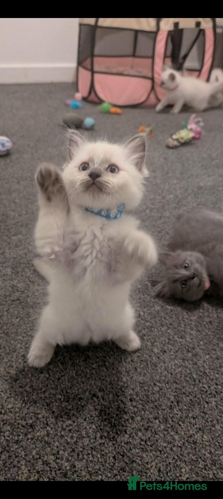Ragdoll cats  Ragdoll X kittens - Advert 4