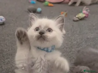 Ragdoll cats Ragdoll X kittens - Advert 5