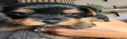 Yorkshire Terrier dogs for sale: Pure Yorkshire terrier babies  in Llanelli - Advert 2