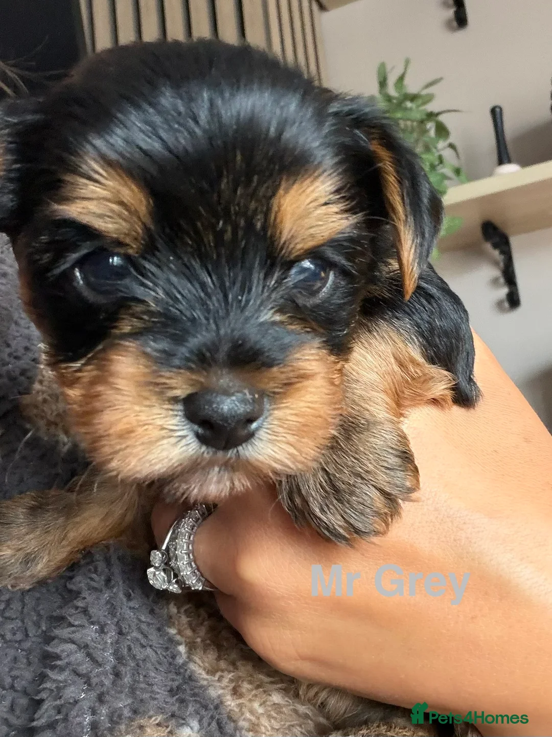 Yorkshire Terrier dogs for sale: Pure Yorkshire terrier babies  in Llanelli - Advert 2