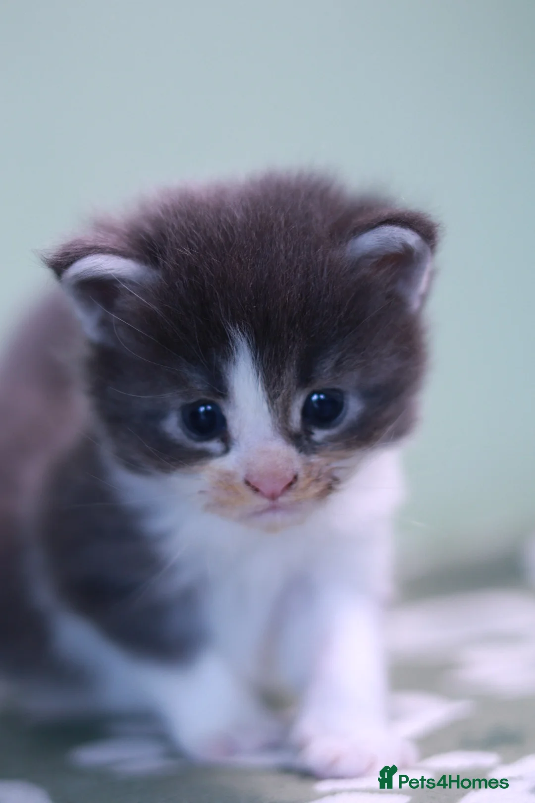 Maine Coon cats for sale: European Bloodlines Maine Coon Kittens Available - Advert 2