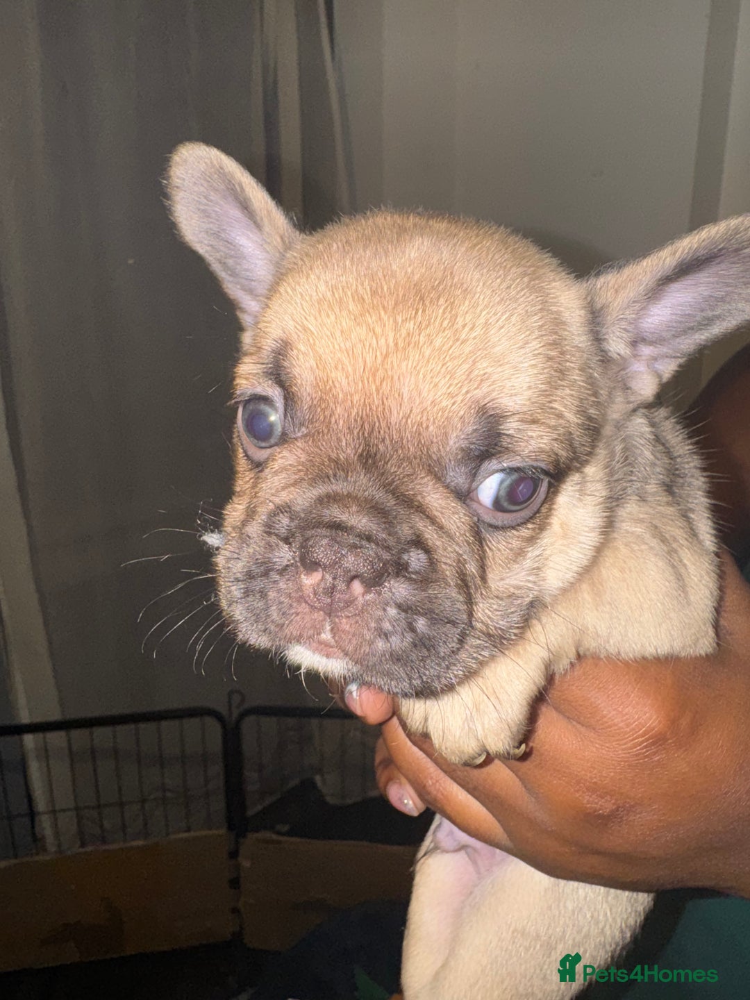 French Bulldog dogs for sale: Fluffy Gene Carrying Frenchies - Image 5