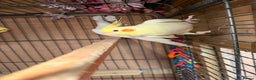 Cockatiels birds for sale: Pair cockatiel - Advert 15