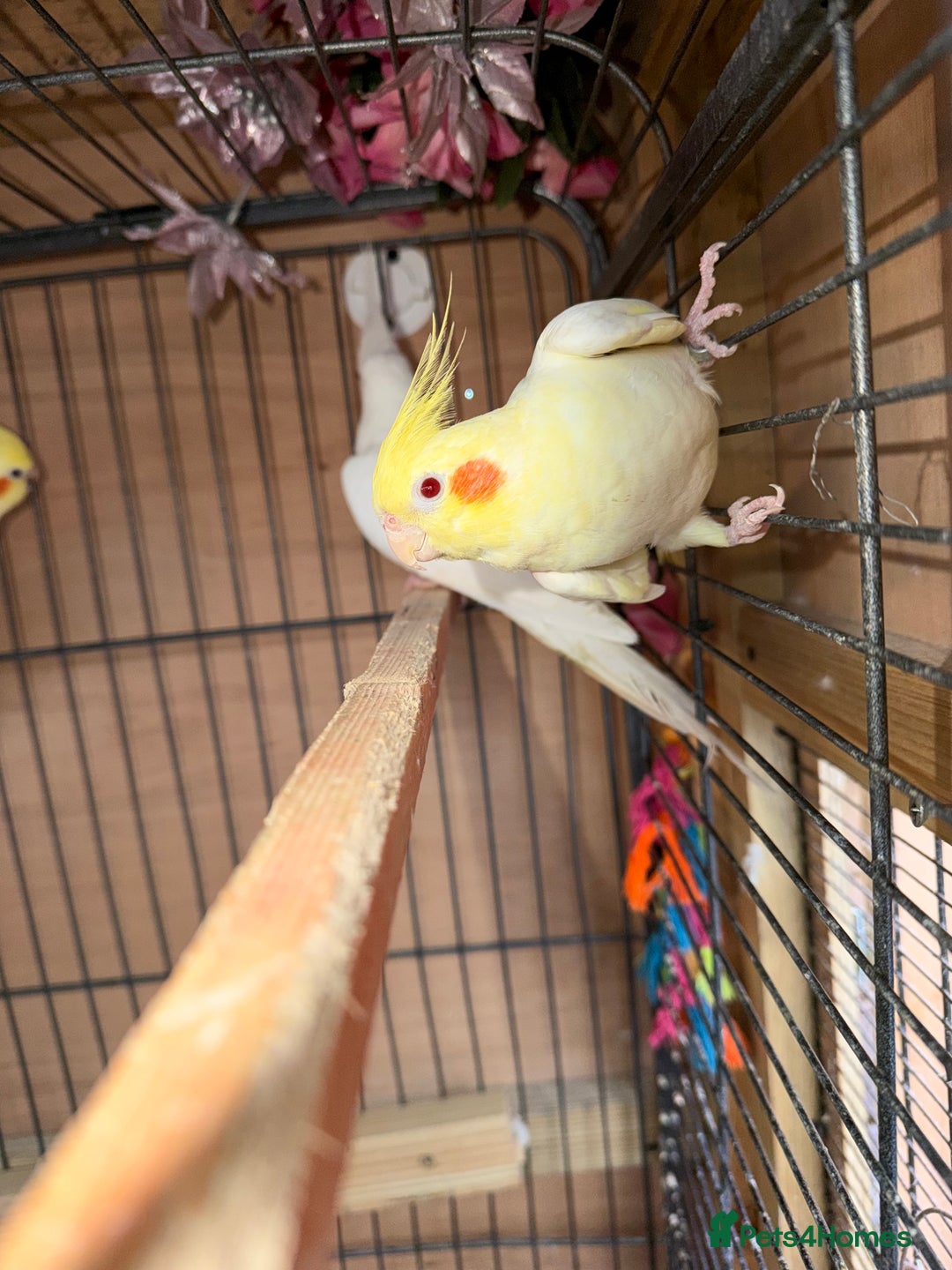 Cockatiels birds for sale: Pair cockatiel - Advert 15