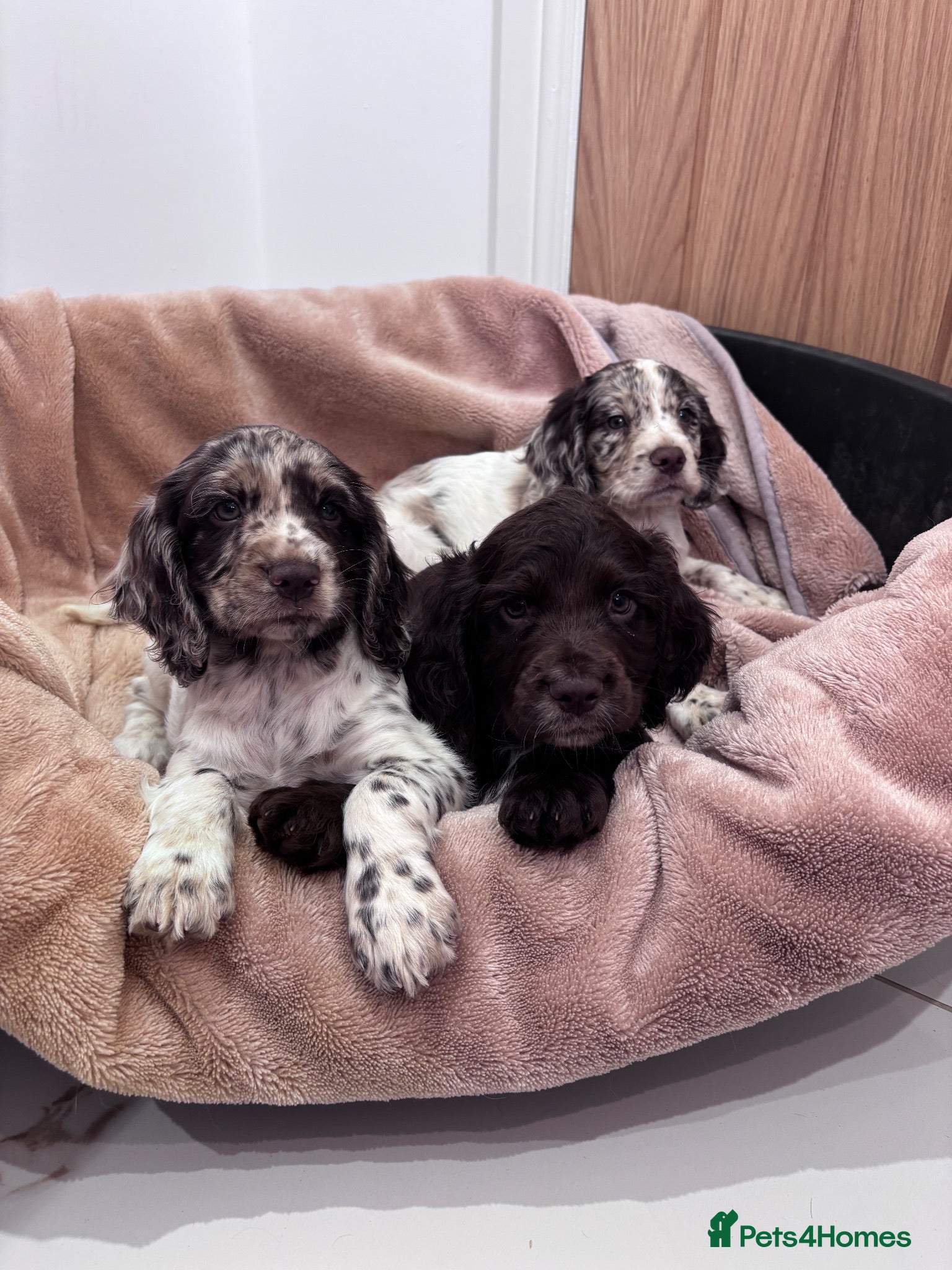 Cocker Spaniel dogs Working cocker spaniel puppies  - Advert 2