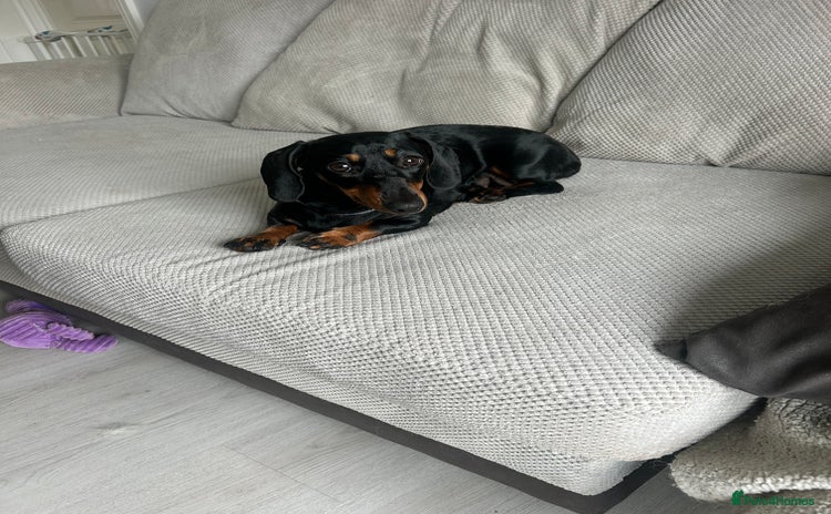 Dachshund dogs - Advert 9
