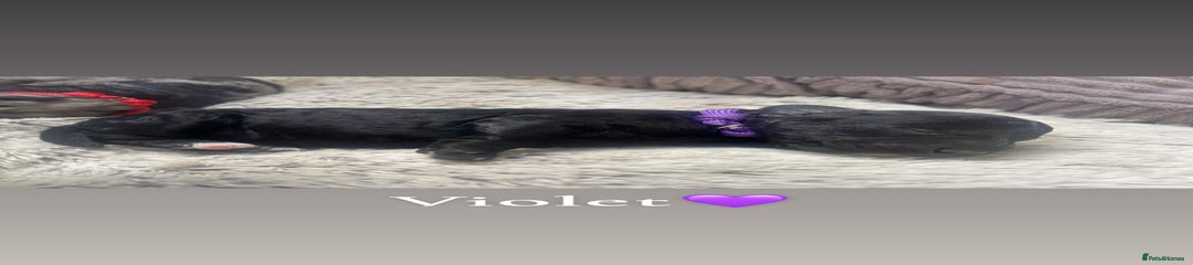 Violet