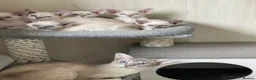 Siamese cats for sale: GCCF Registered Siamese Kittens  - Advert 31