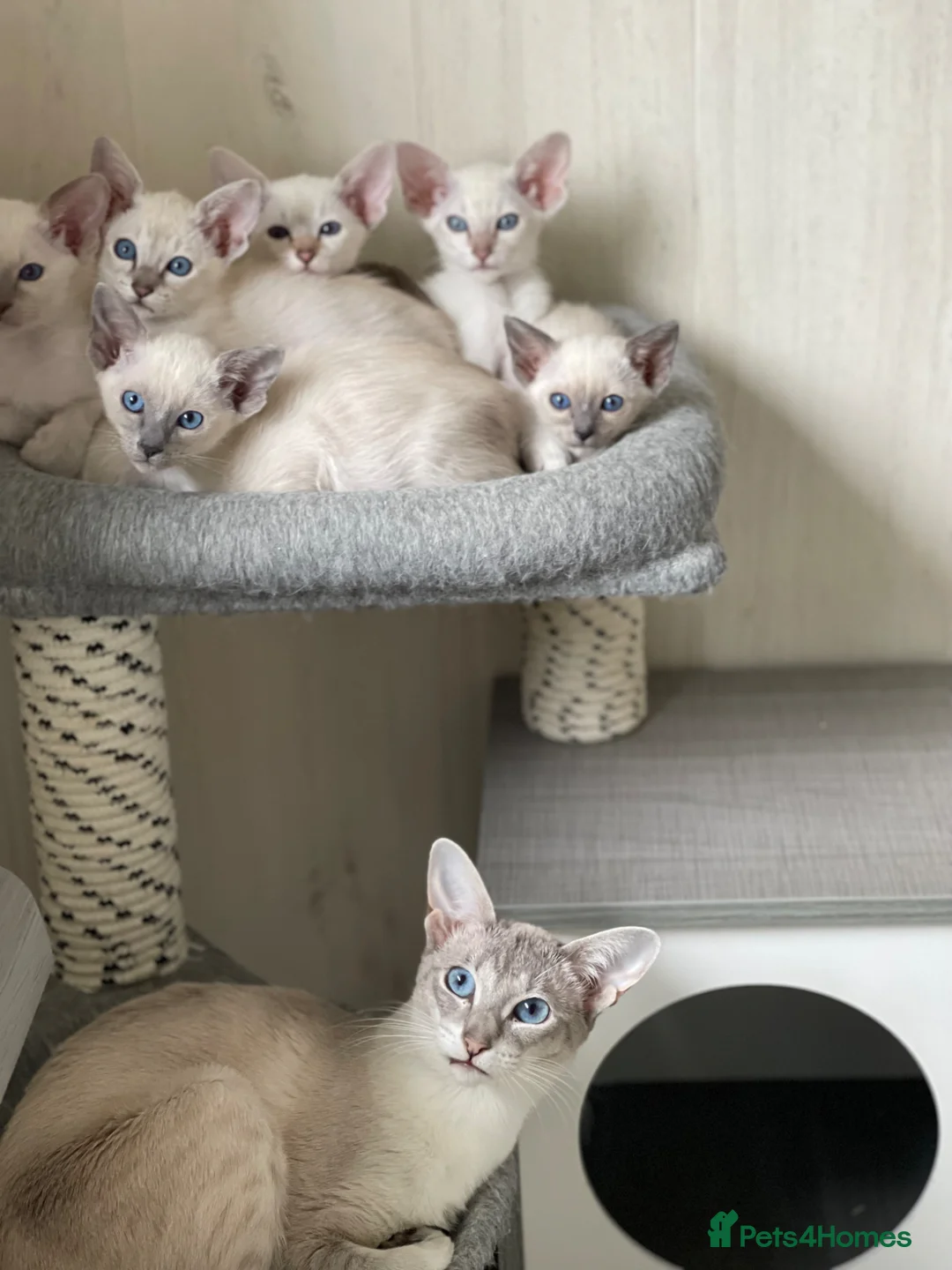 Siamese cats for sale: GCCF Registered Siamese Kittens  - Advert 31