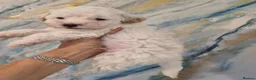 Maltipoo dogs for sale: Maltipoo's  in Romford - Advert 14
