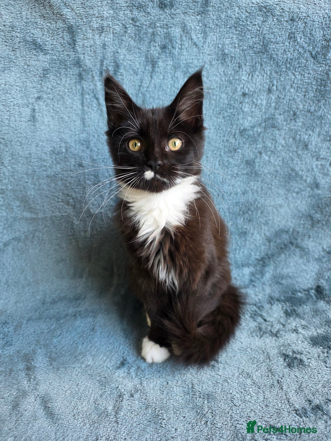Maine Coon cats for sale: Maine Coon Kittens - Image 3