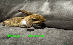 Mini Lop rabbits for sale: Stunning Mini Lop Bucks  - Image 5