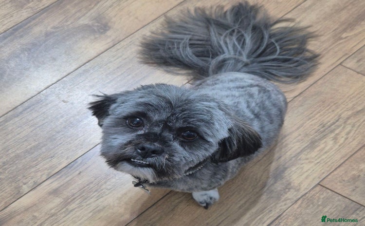 Lhasa Apso dogs - Advert 1