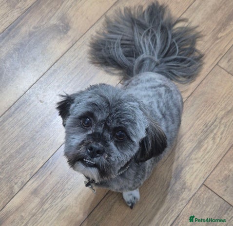 Lhasa Apso dogs - Advert 1