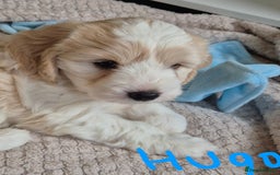 Mixed Breed dogs for sale: F1 Cockapoo and Maltipoo hybrid - Image 4