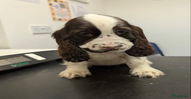 Cocker Spaniel dogs - Advert 3