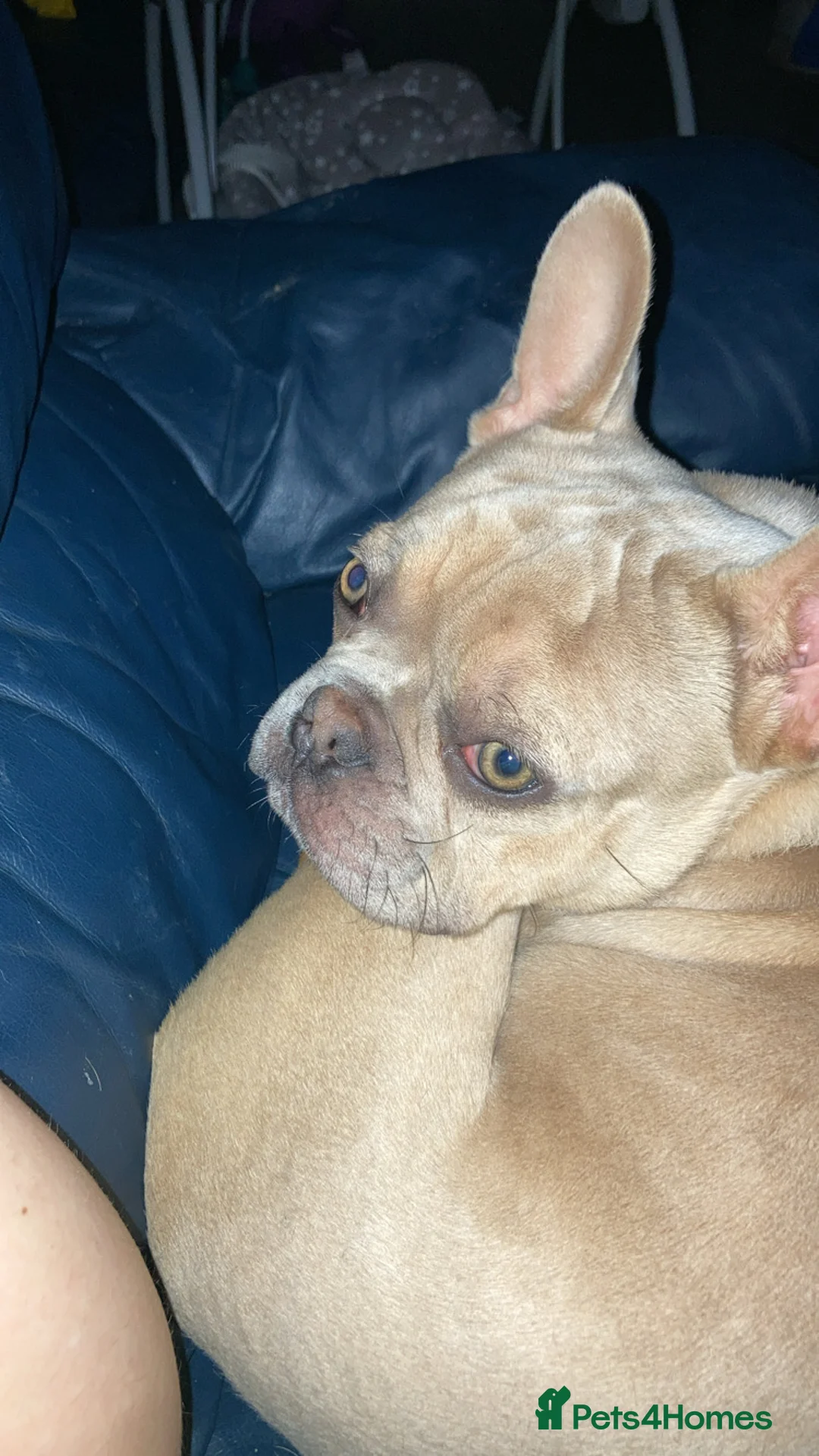 French Bulldog dogs for sale: HUGO champagne merle  in Newton-le-Willows - Advert 1