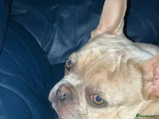 French Bulldog dogs HUGO champagne merle - Advert 1