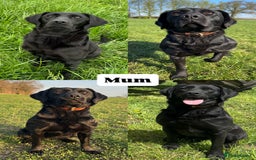 Labrador Retriever dogs for sale: ✨KC reg Lab puppies from health tested parents✨ - Image 2