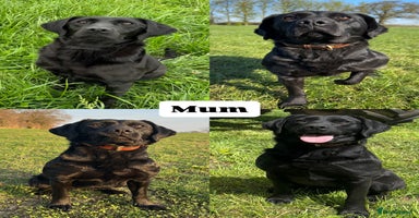 Labrador Retriever dogs - Advert 10
