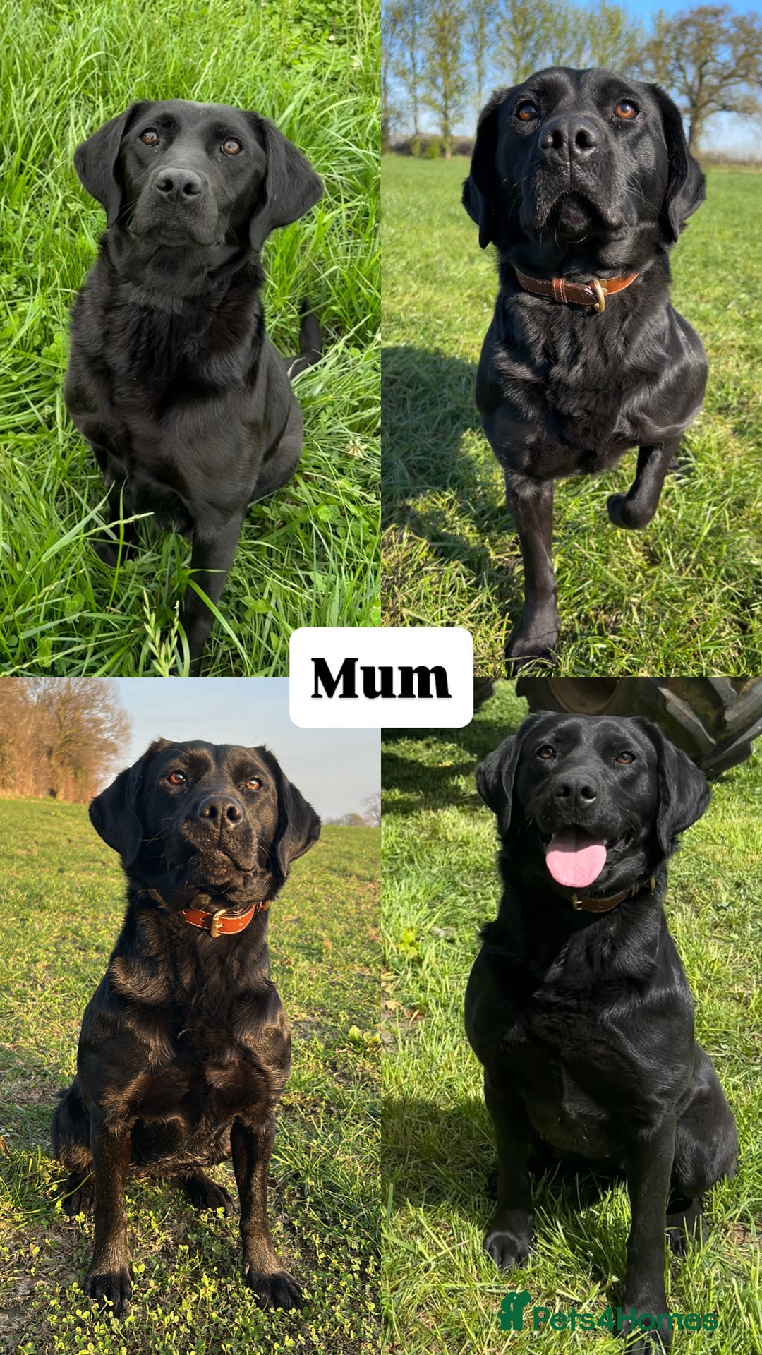 Labrador Retriever dogs for sale: ✨KC reg Lab puppies from health tested parents✨ - Image 2