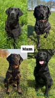 Labrador Retriever dogs - Advert 1
