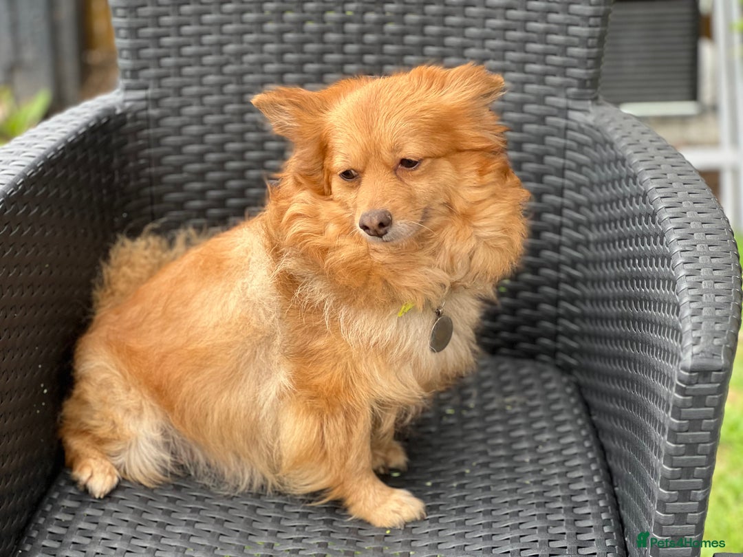 Mixed Breed dogs for sale: Weeranian Pups - Image 5