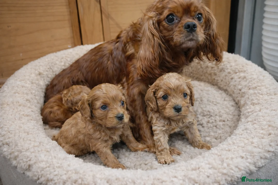 Cavapoo dogs for sale: Health tested toy Cavapoos  - Advert 2