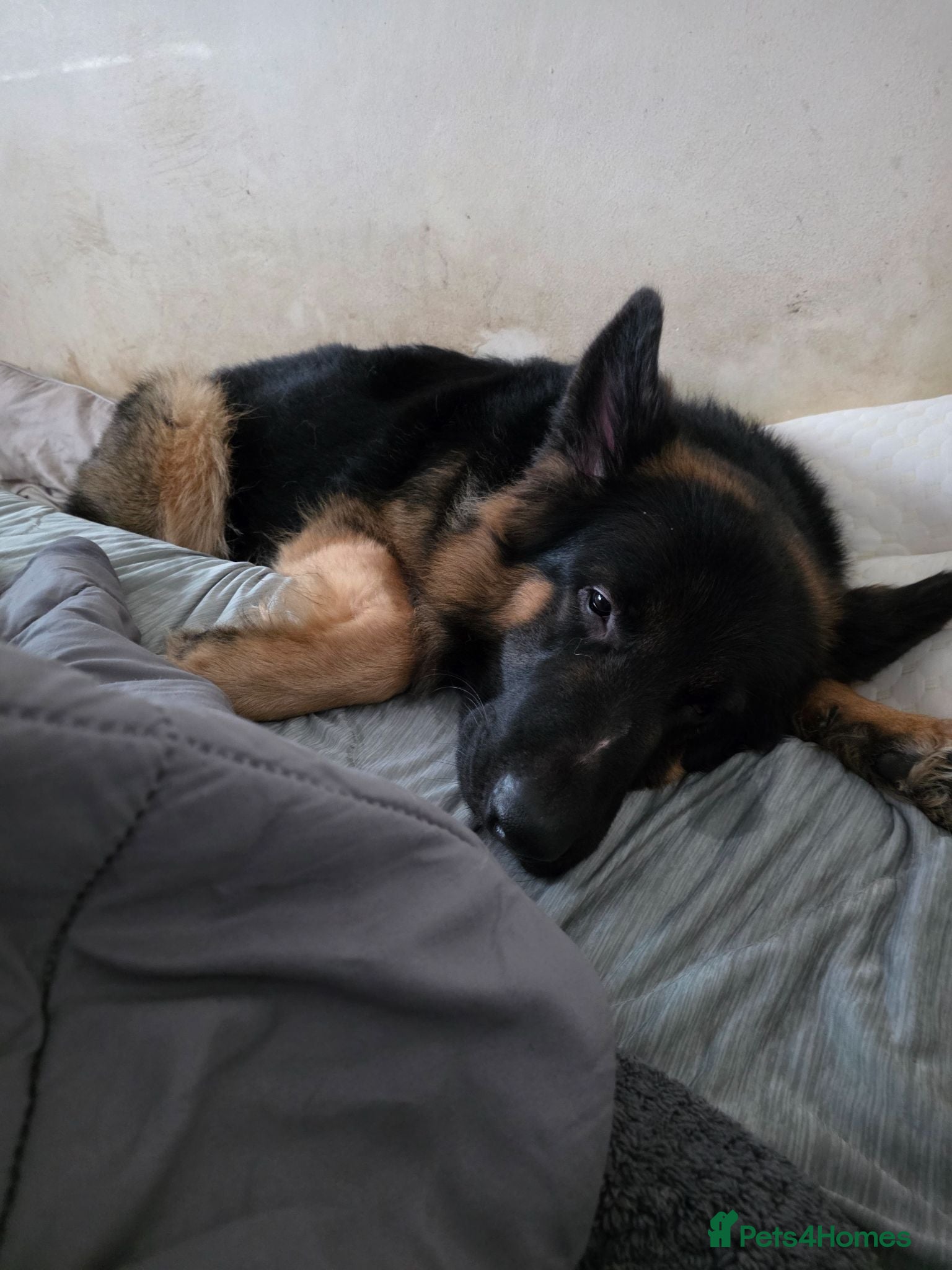 German Shepherd dogs GERMAN SHEPHERD BOY - Advert 1
