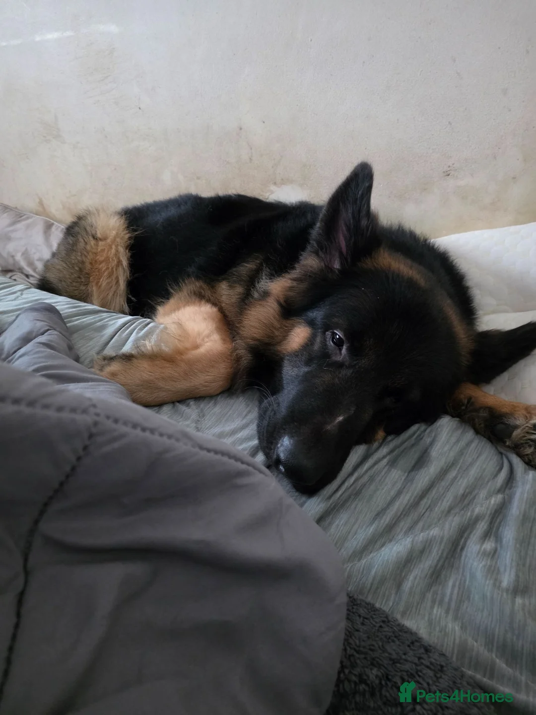German Shepherd dogs for sale: GERMAN SHEPHERD BOY in Camelford - Advert 1