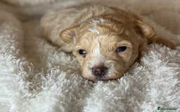 Maltipoo dogs for sale: F1 Maltipoo Boy  - Image 3