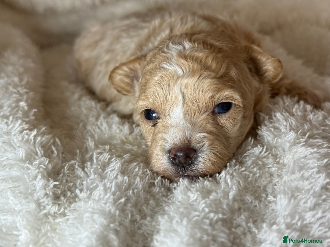 Maltipoo dogs for sale: F1 Maltipoo Boy  - Image 3