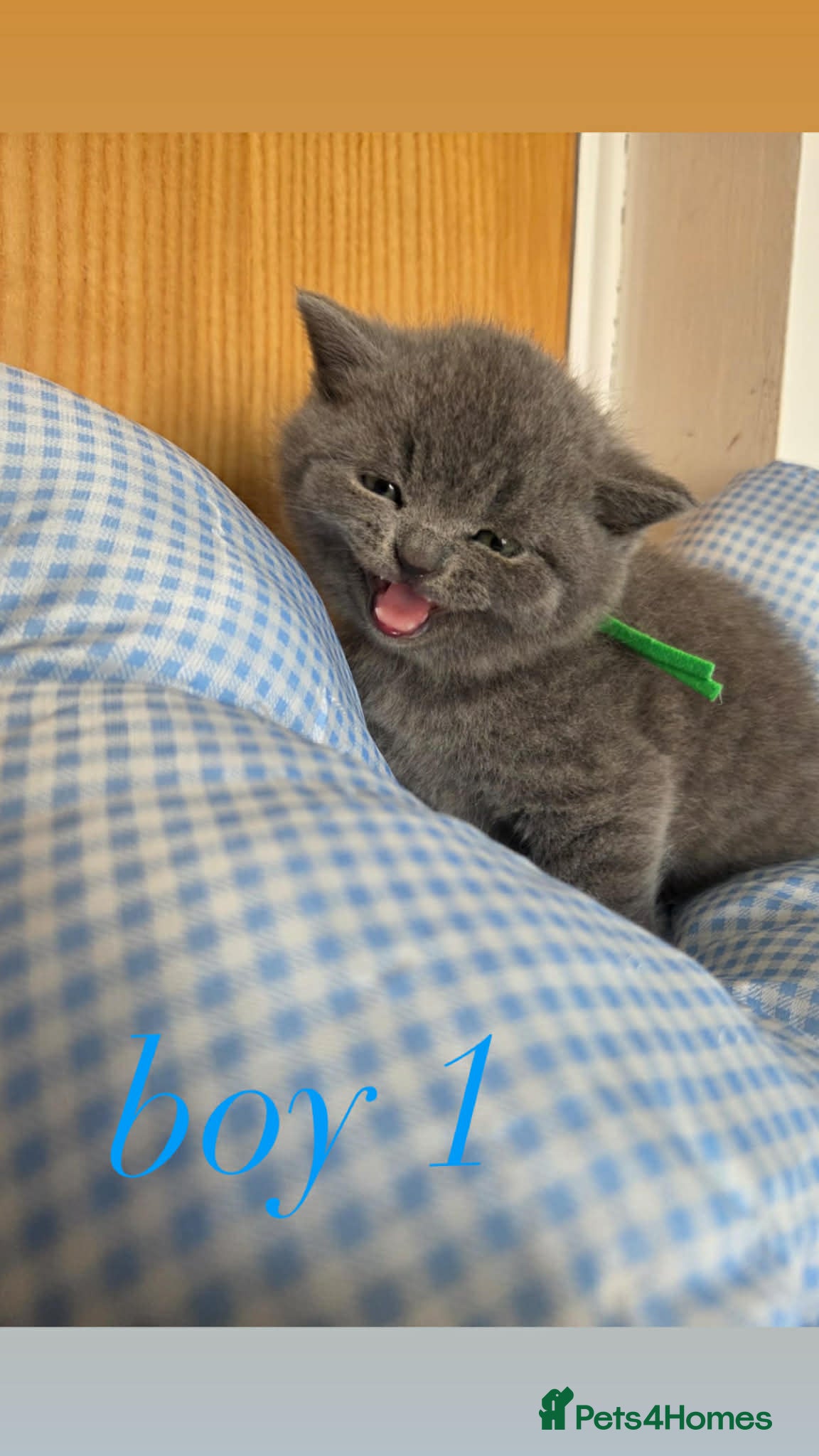 British Shorthair cats Beautiful British Shorthair Blue Kittens  - Advert 6