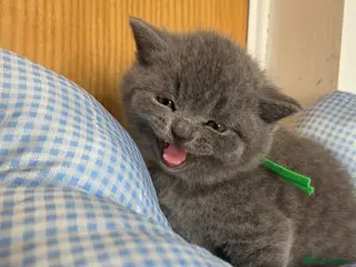 British Shorthair cats Beautiful British Shorthair Blue Kittens - Advert 2