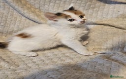 Mixed Breed cats for sale: 8 lovely kittens for sale - Image 19