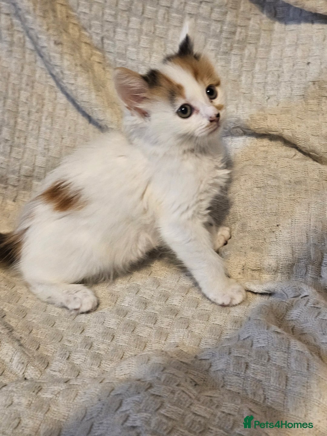 Mixed Breed cats for sale: 8 lovely kittens for sale - Image 19