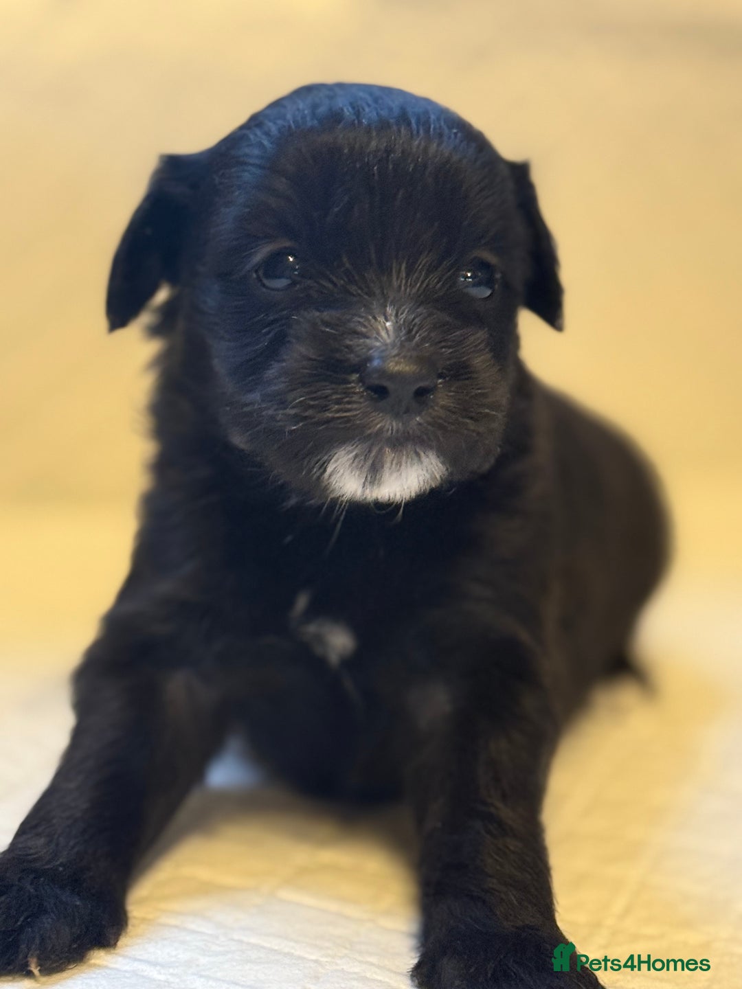 Cockapoo dogs for sale: Cockapoo F2 beautiful puppies  - Image 12