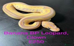 Python Snake reptiles for sale: Ball/royal pythons  - Image 3