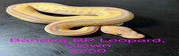 Python Snake reptiles for sale: Ball/royal pythons  - Advert 3