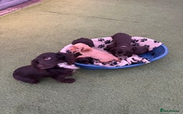 Cocker Spaniel dogs for sale: 5 beautiful cocker spaniels  - Advert 16