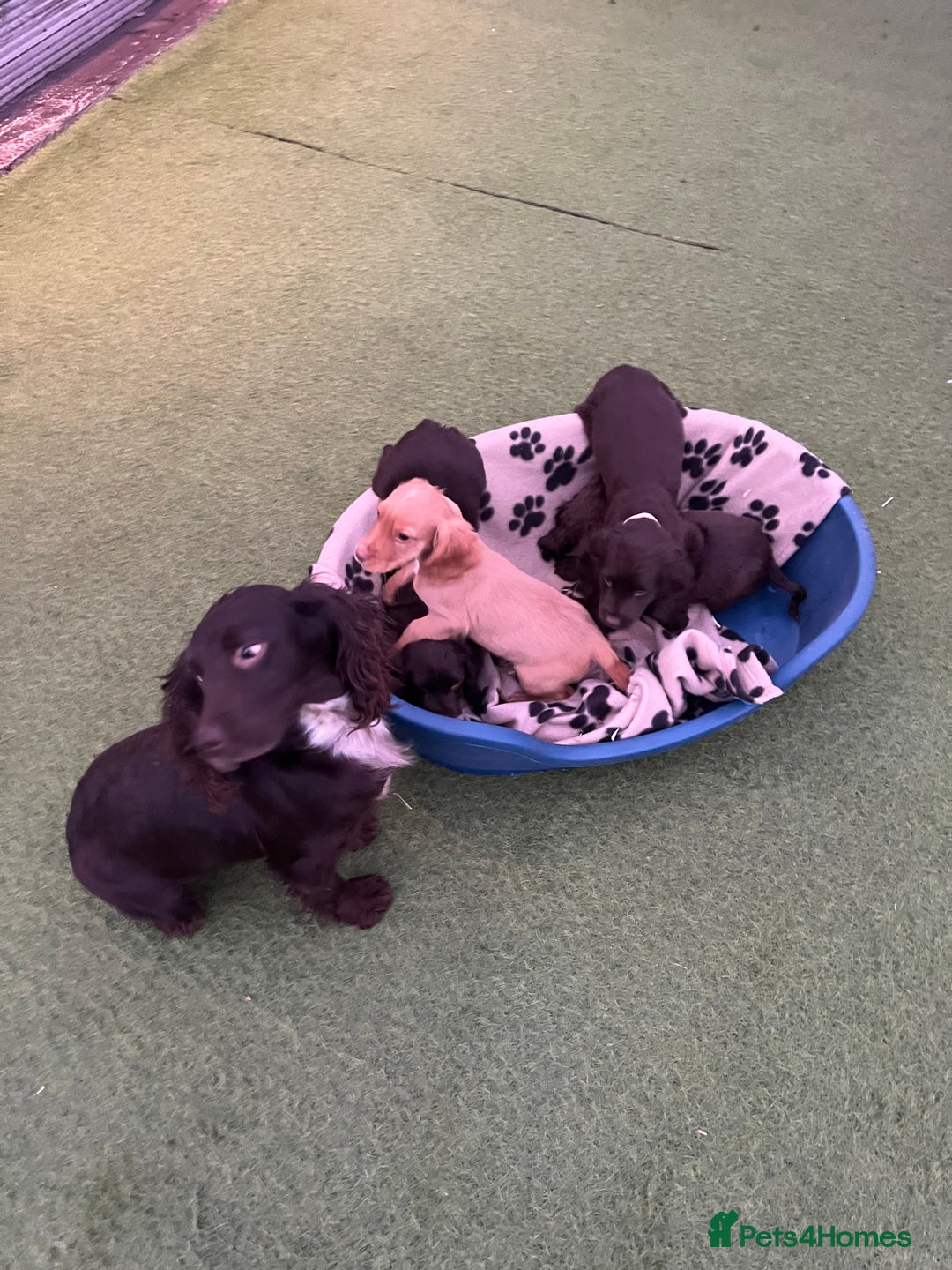 Cocker Spaniel dogs for sale: 5 beautiful cocker spaniels  - Advert 16