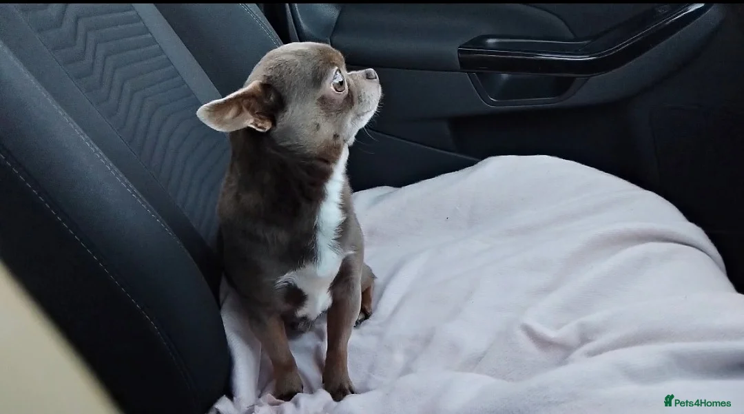 Chihuahua dogs for stud: KC reg-Health tested-PROVEN  - Advert 5