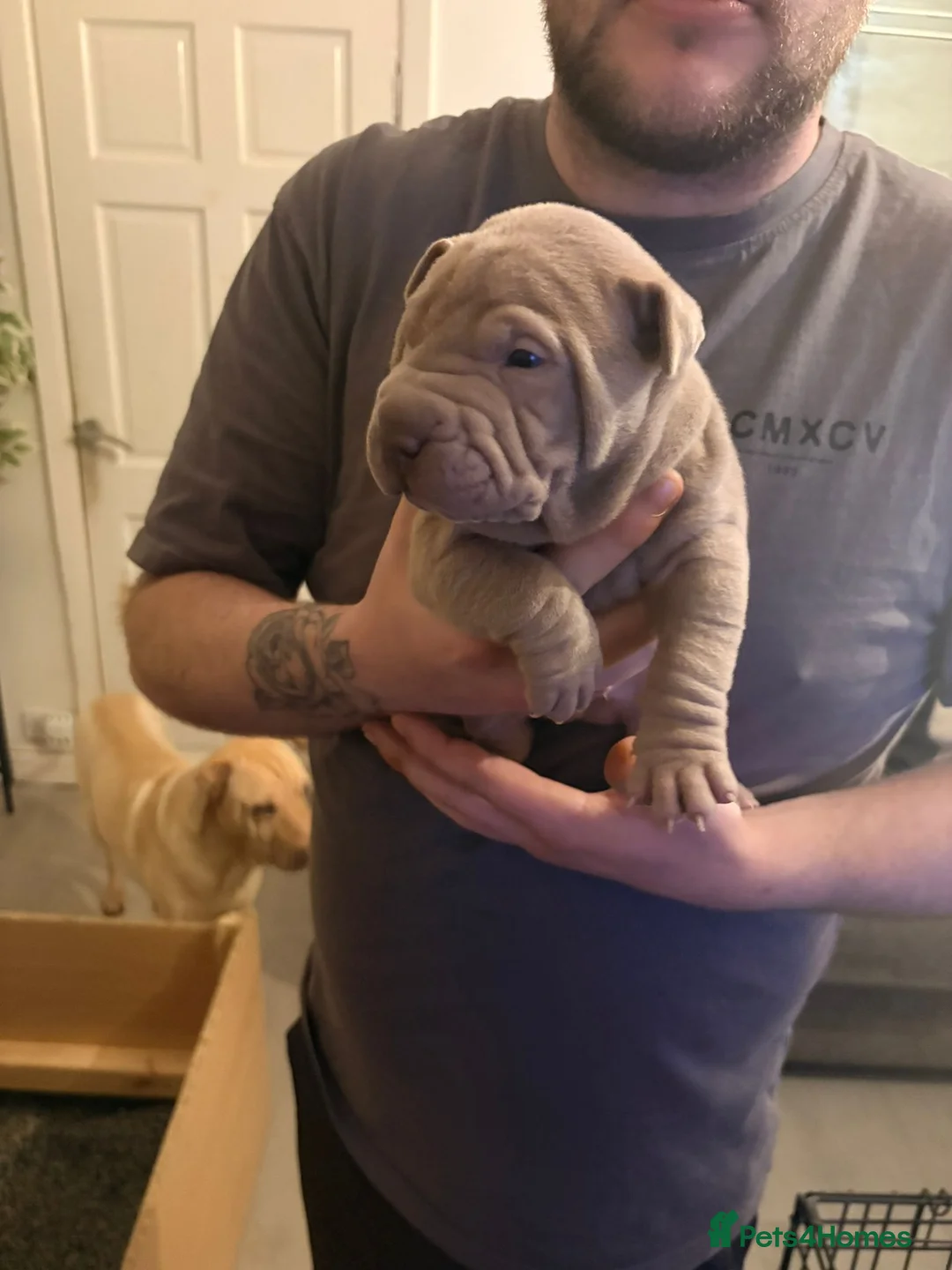 Shar Pei dogs for sale: Shar Pei Puppies looking for forever homes - Advert 17