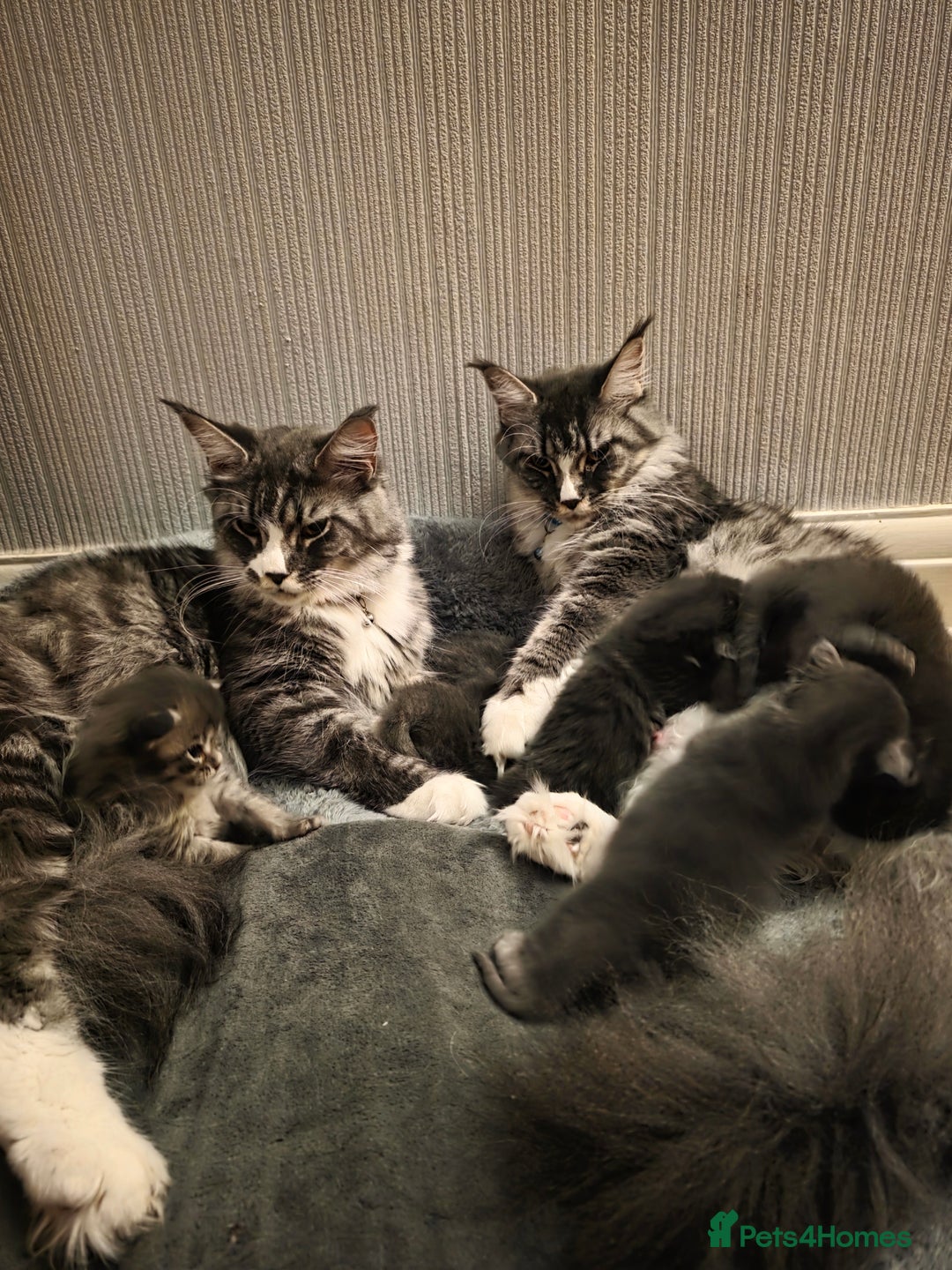 Maine Coon cats for sale: Beautiful Maine Coon Kittens 4 boys/2girl  - Advert 37