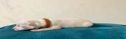German Shepherd dogs for sale: EXCEPTIONAL WHITE GERMAN SHEPHERD PUPPIES FOR SALE - Advert 17