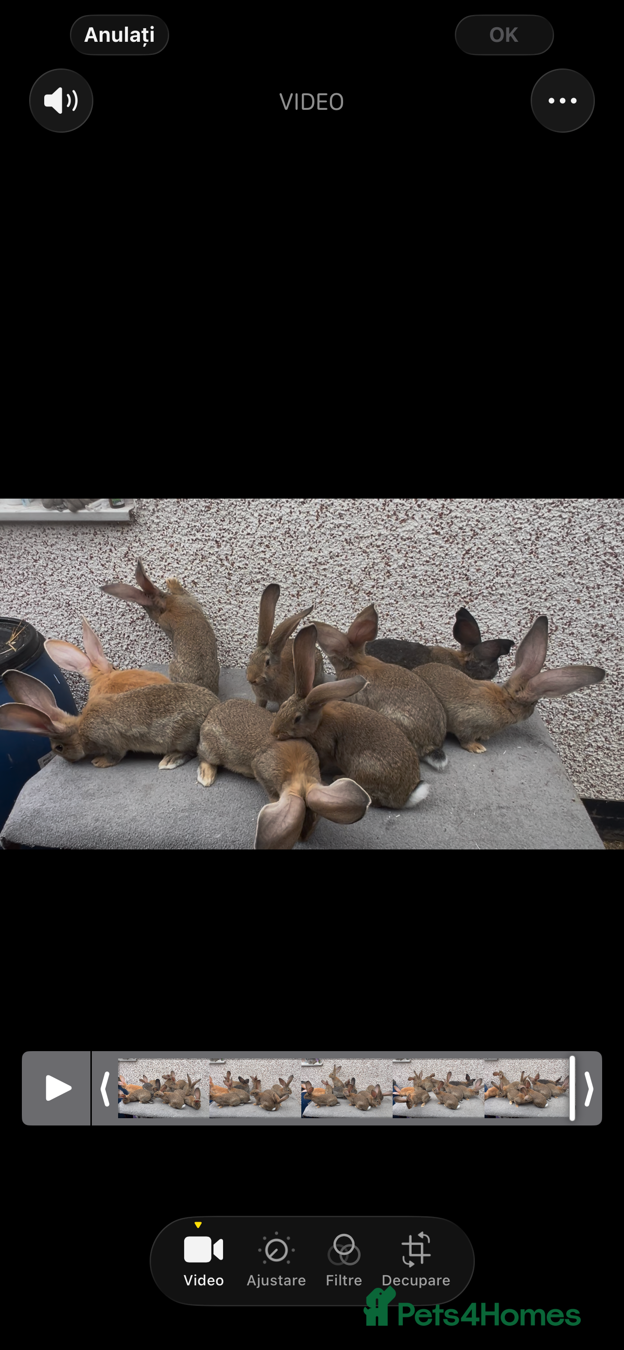 Continental Giant rabbits Giant continental  - Advert 4