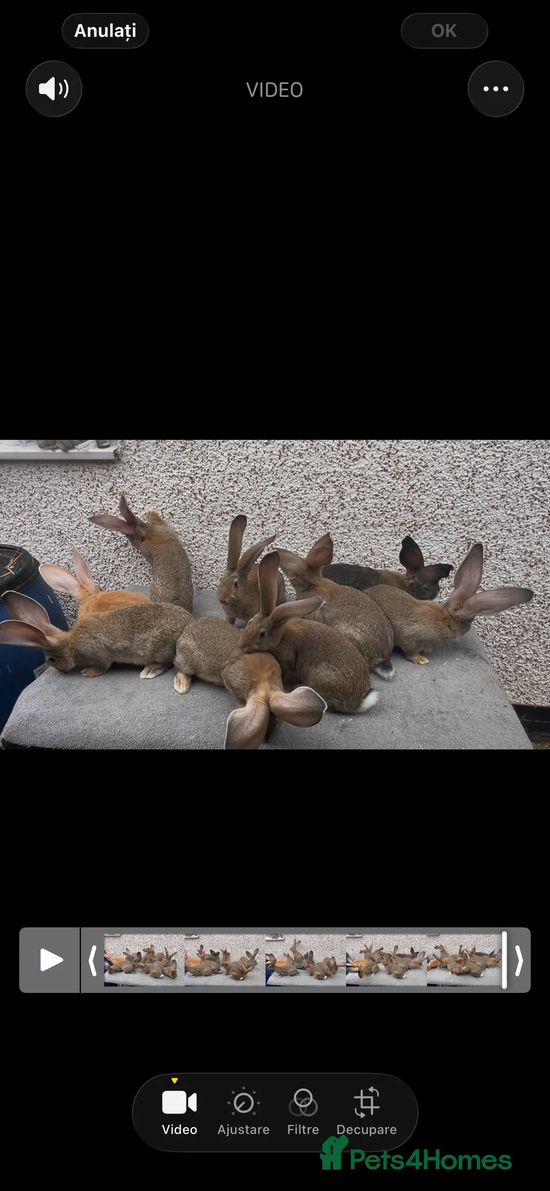 Continental Giant rabbits for sale: Giant continental  - Advert 1