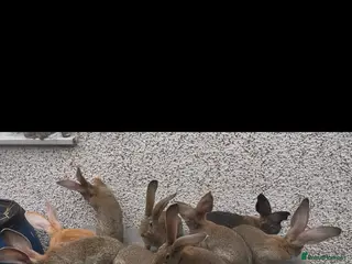 Continental Giant rabbits Giant continental - Advert 4